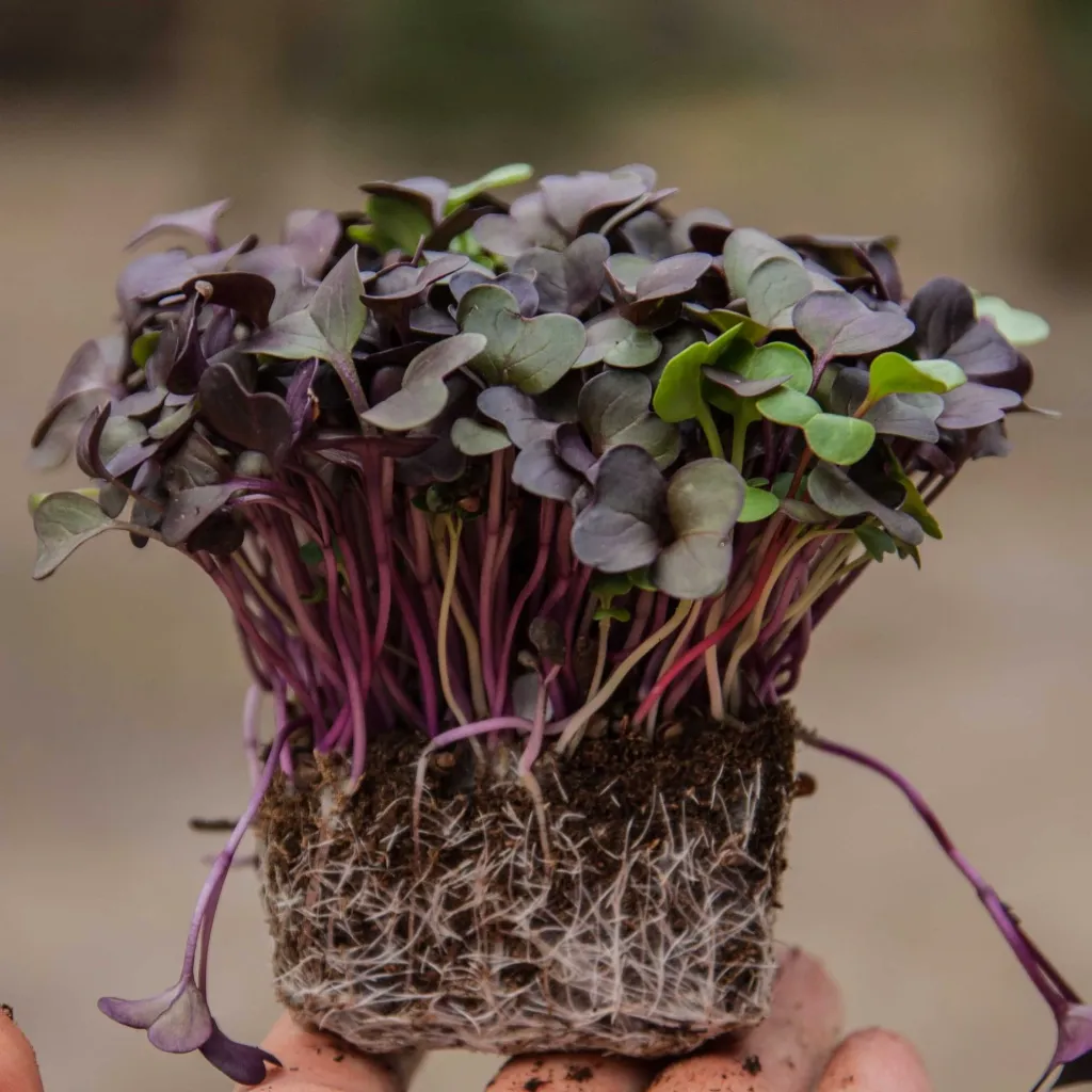 Radish-Tango-microgreens-with-roots.webp