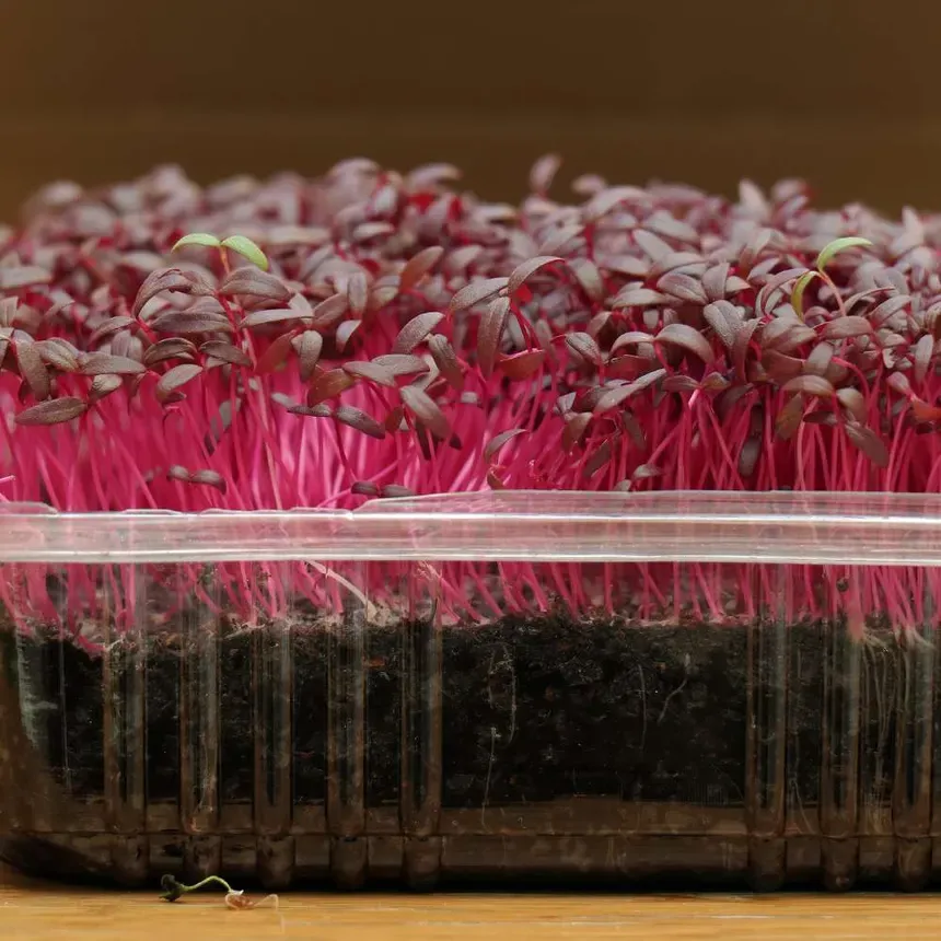 Red-amarnath-Microgreen-1.webp